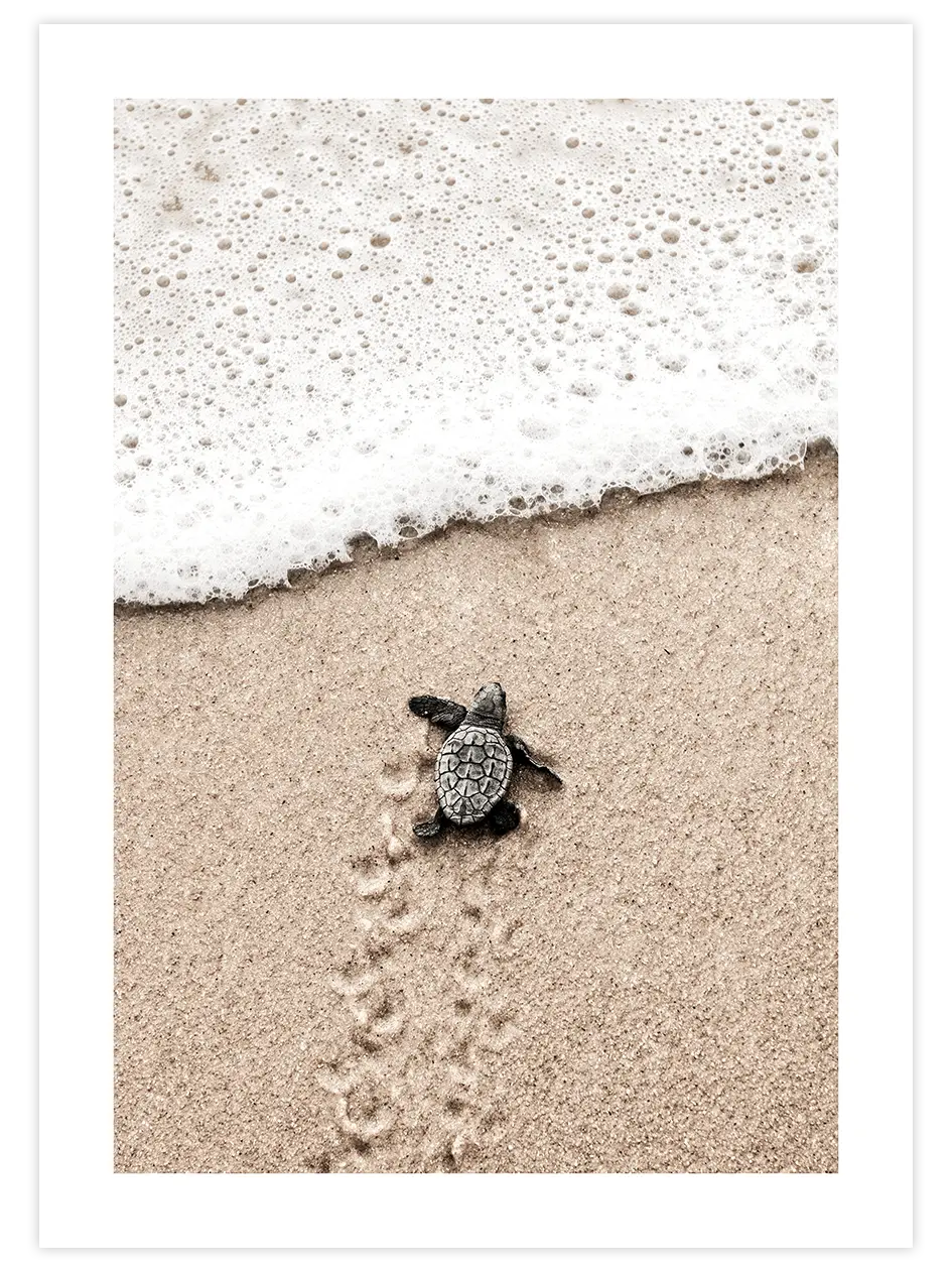 Küçük Kaplumbağa - Art Print Fotoğraflar Poster