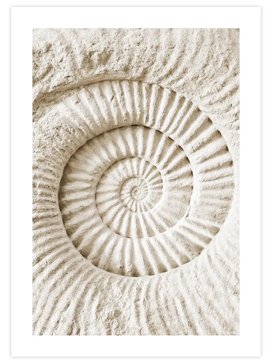 Seashell - Art Print Fotoğraflar Poster