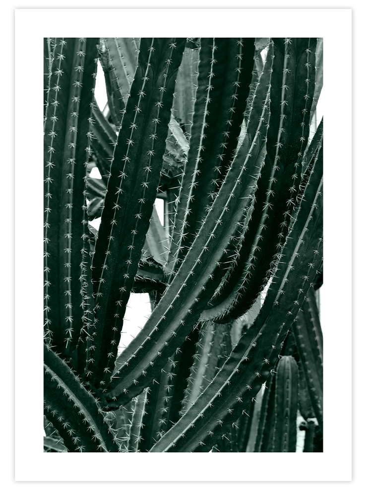 Cactus - Art Print Fotoğraflar Poster