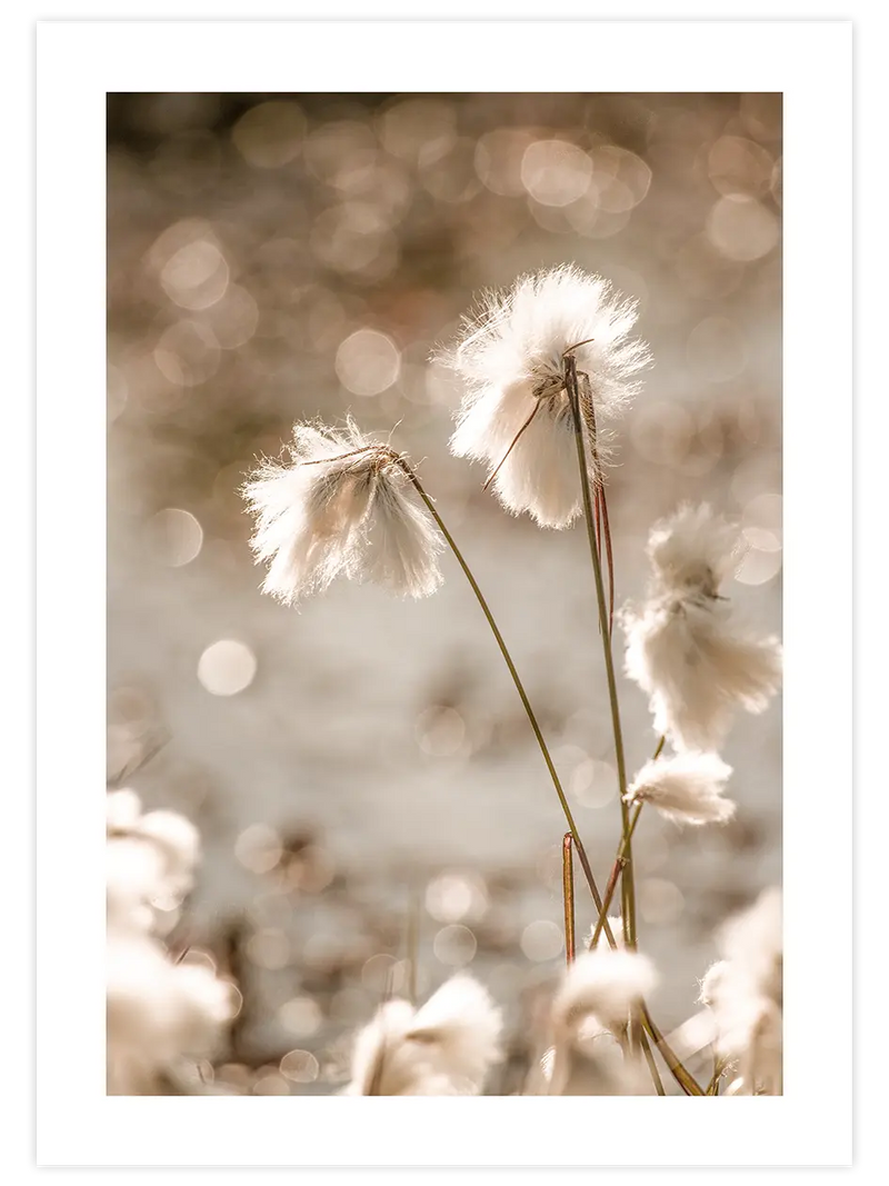 Cottongrass - Art Print Fotoğraflar Poster