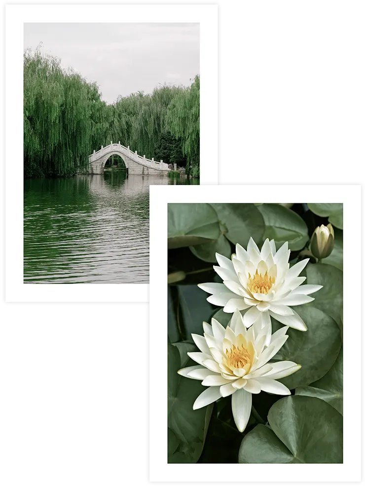Lotus Çiçekleri - Poster Seti Fotoğraflar Poster