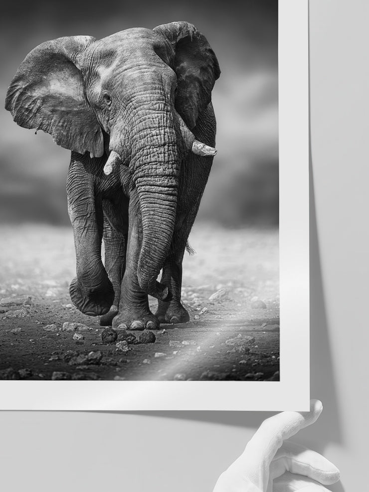 Siyah Beyaz Fil - Art Print Poster