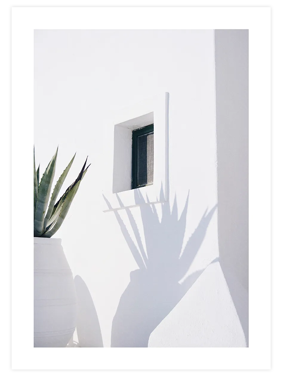 Agave gölgeli beyaz duvar posteri