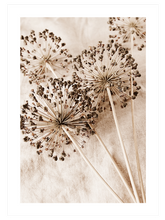 Allium Çiçeği - Art Print