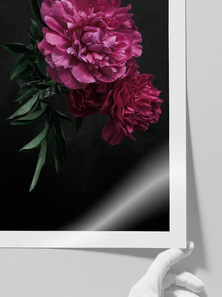 Peony Çiçeği - Art Print Poster