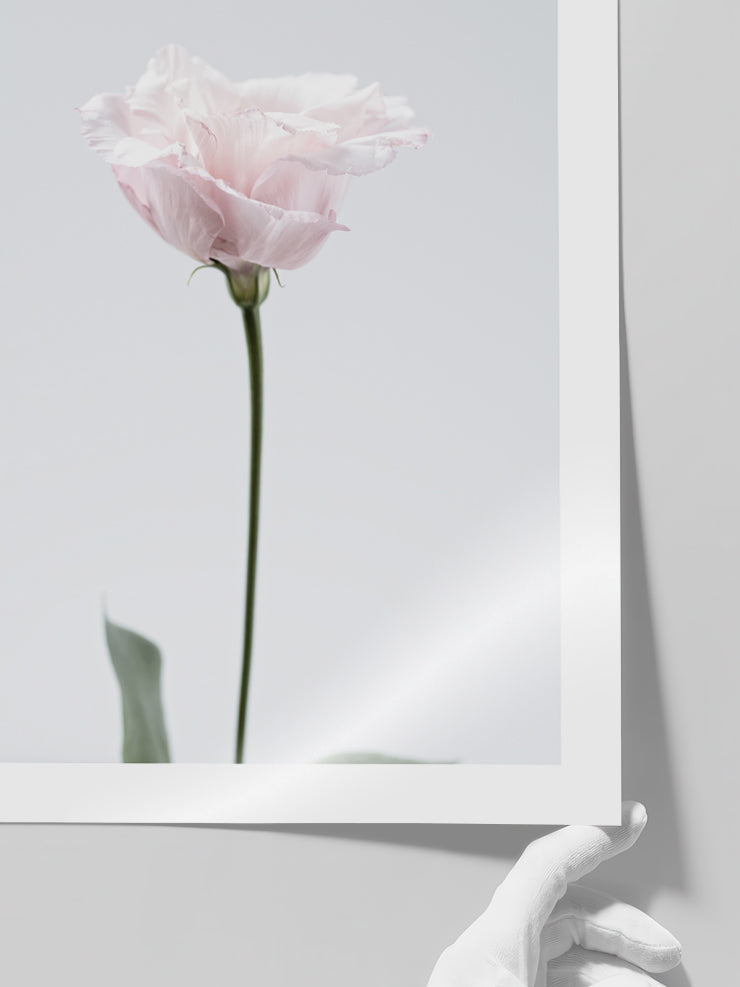 Pembe Çiçek - Art Print Poster