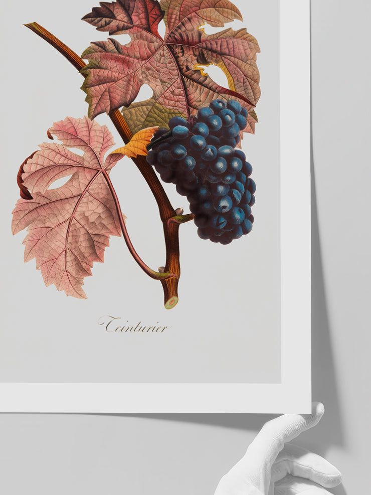 Üzüm - Art Print Poster