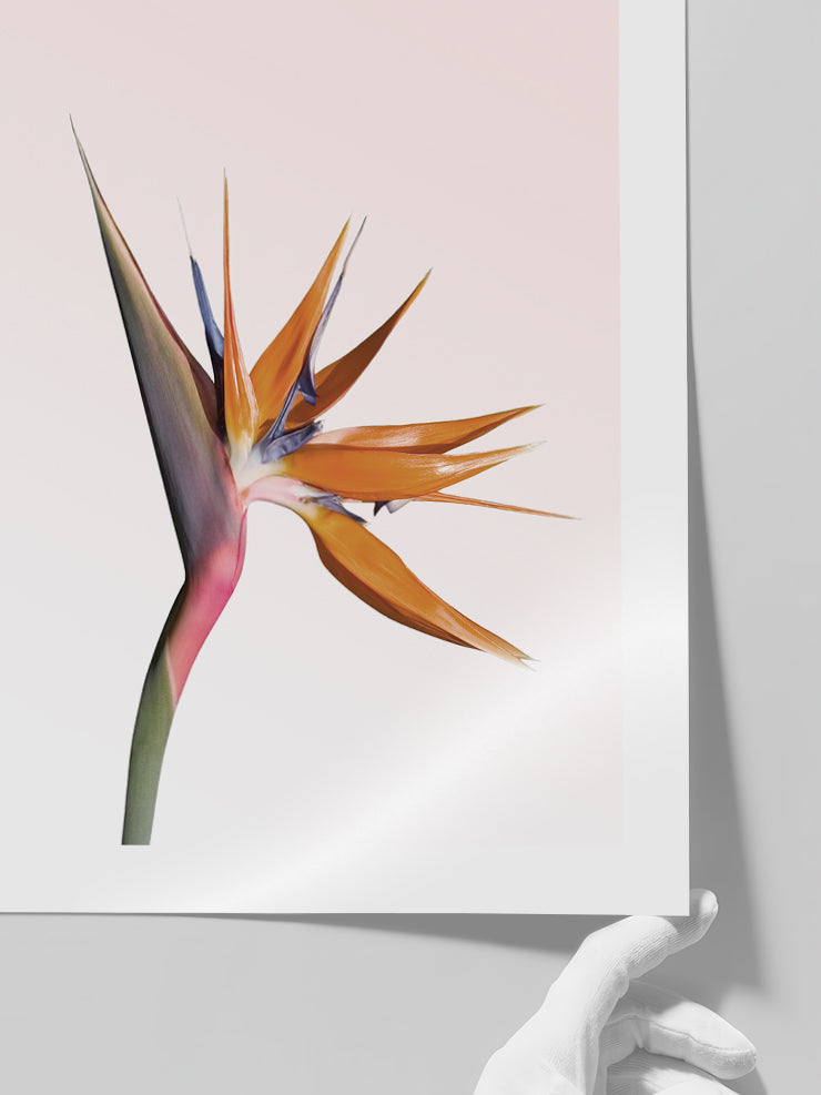 Bird Of Paradise - Art Print Poster
