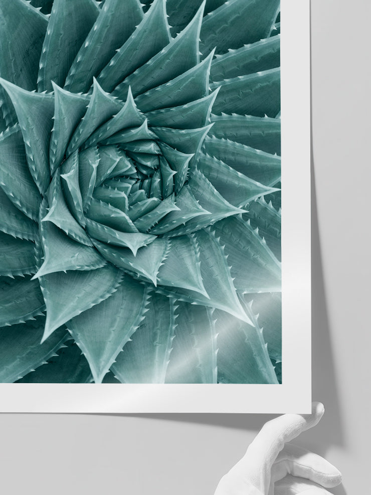 Sukulent - Art Print Poster