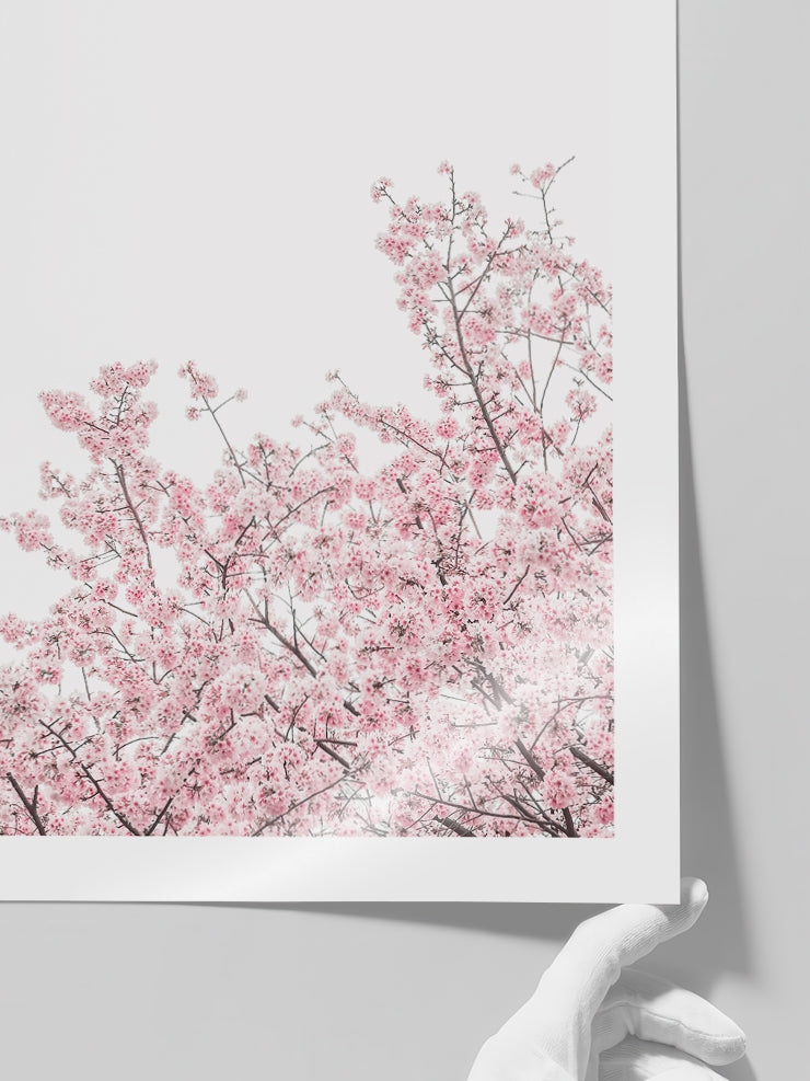 Sakura - Art Print Poster