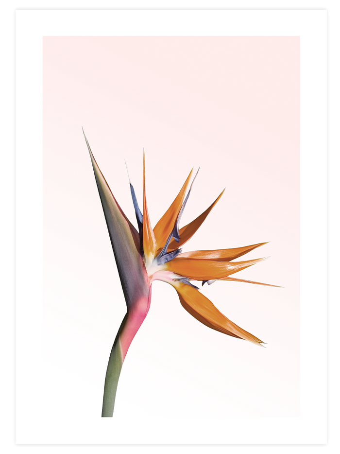 Flower Touch Poster Seti