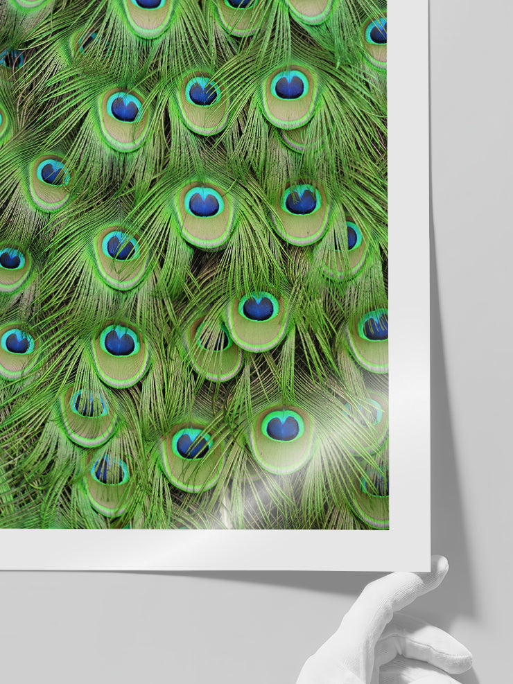 Plumage - Art Print Poster