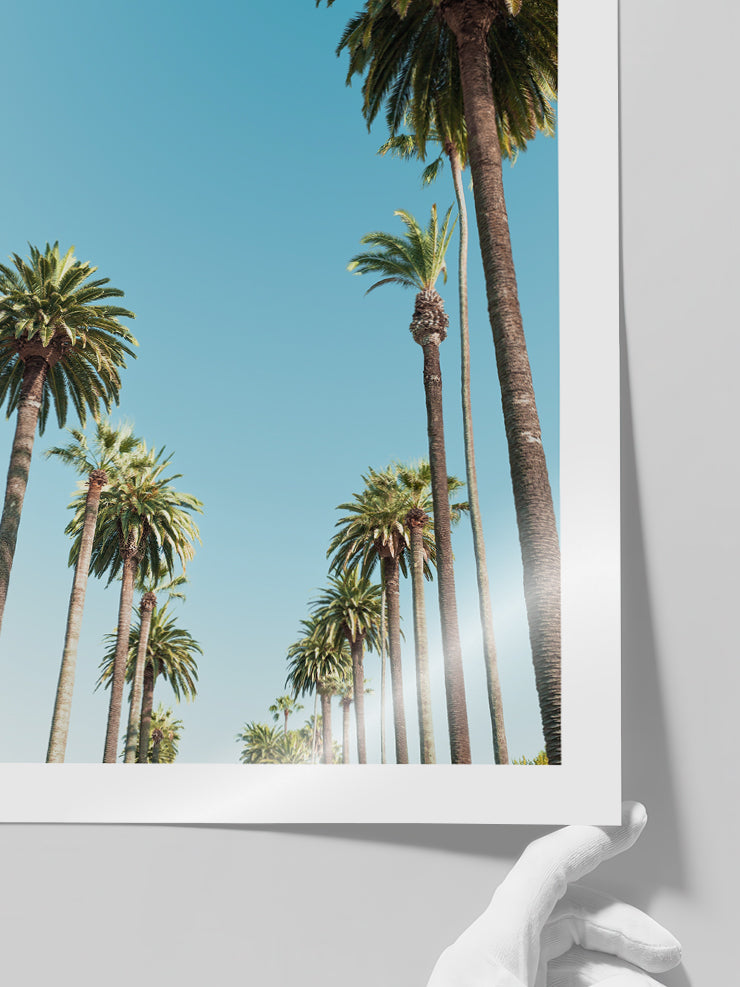 Palms - Art Print Poster