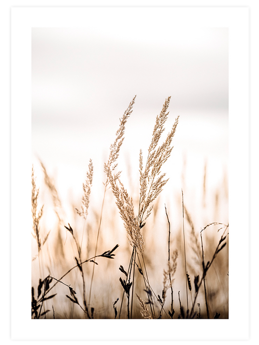 Golden Reed Poster - Giclée Baskı