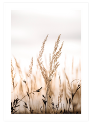 Golden Reed Poster - Giclée Baskı
