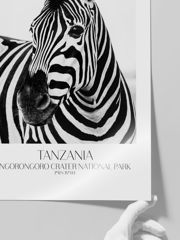 Zèbre De Tanzanie - Art Print Poster