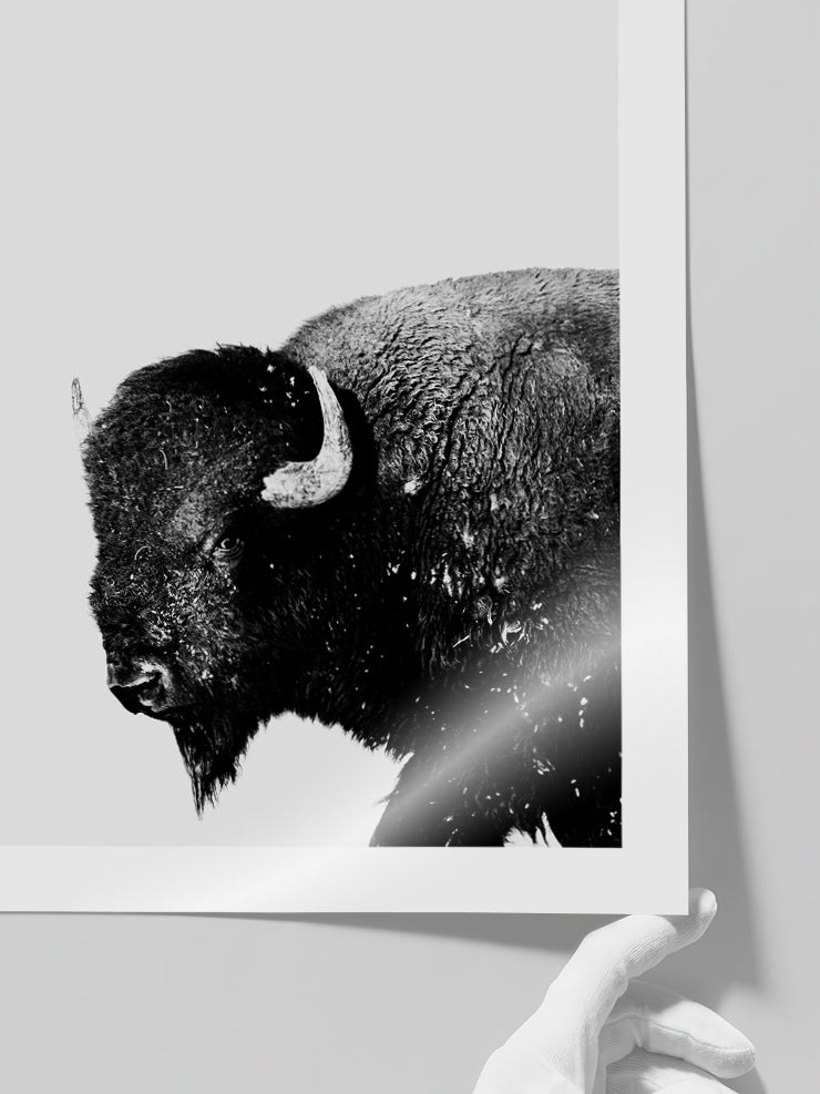 Bufalo - Art Print Poster