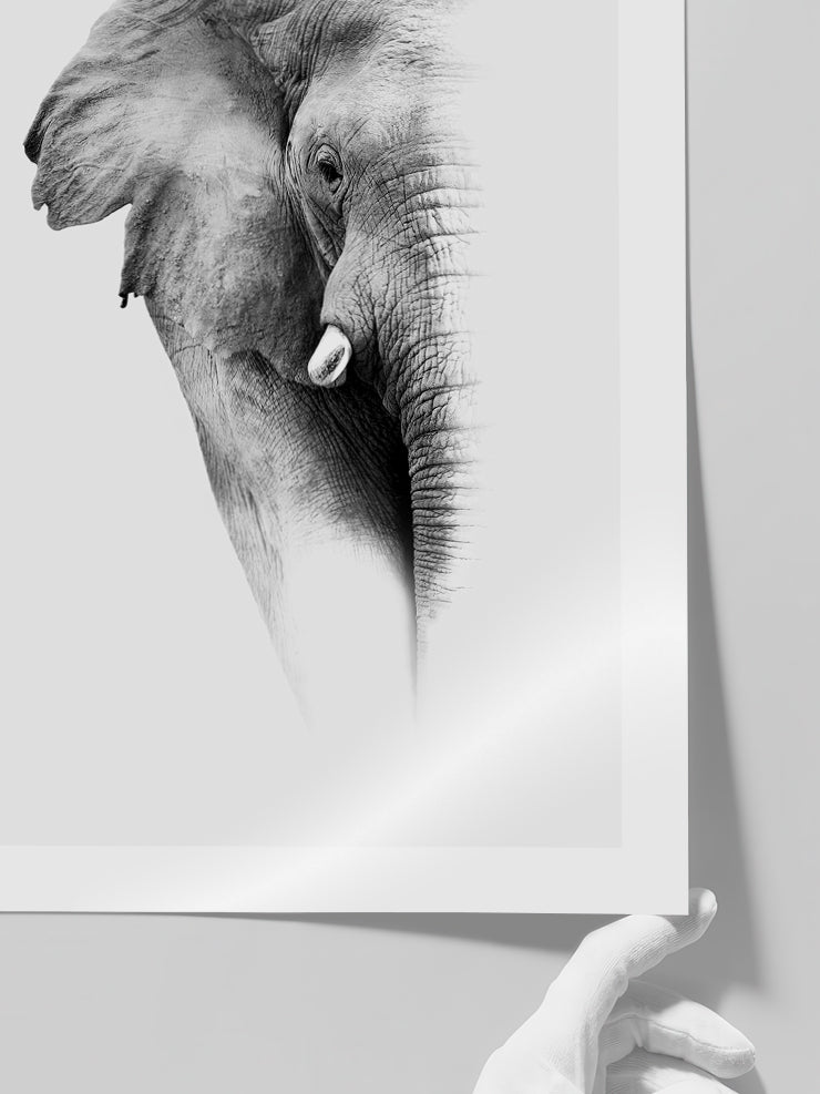 Elephant - Art Print Poster