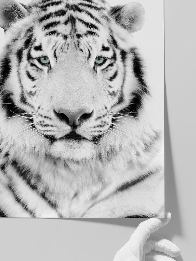 Beyaz Kaplan - Art Print Poster