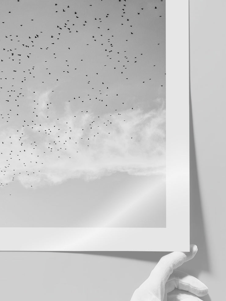 Like A Bird N2 - Art Print Poster