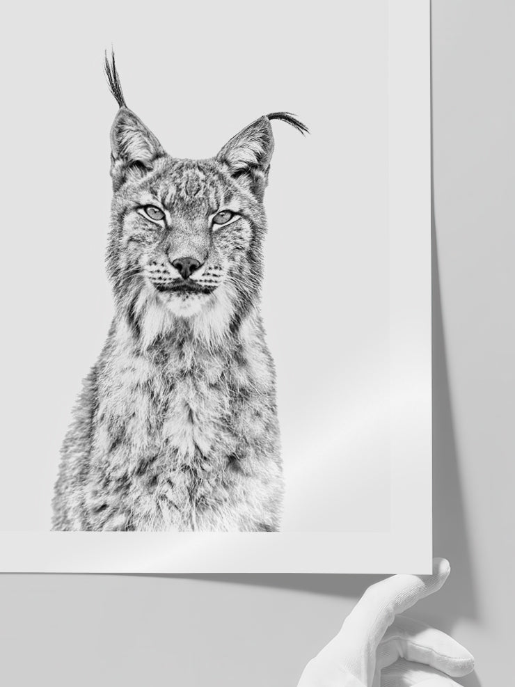 Beautiful Lynx - Art Print Poster