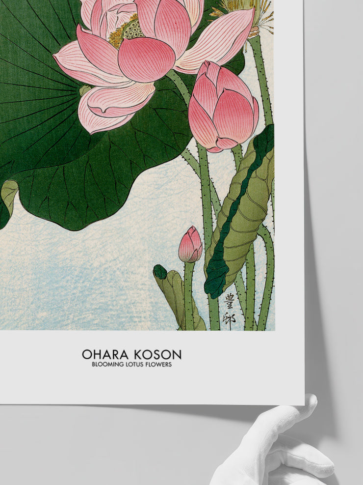 Ohara Koson Blooming Lotus Flowers - Art Print Poster