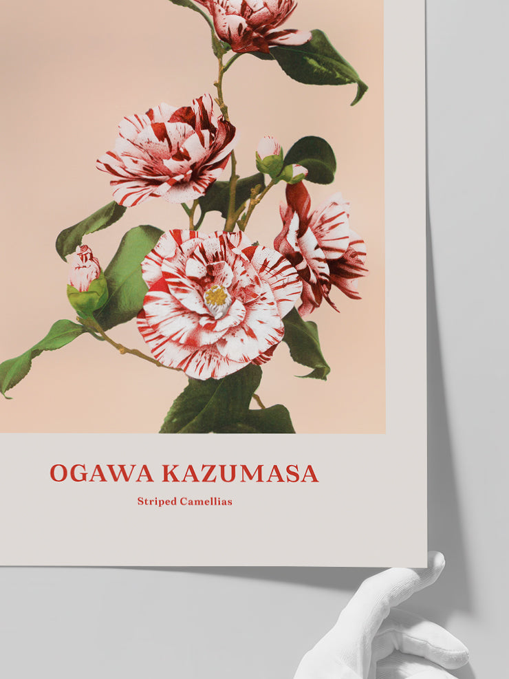 Ogawa Kazumasa Striped Camellias - Art Print Poster