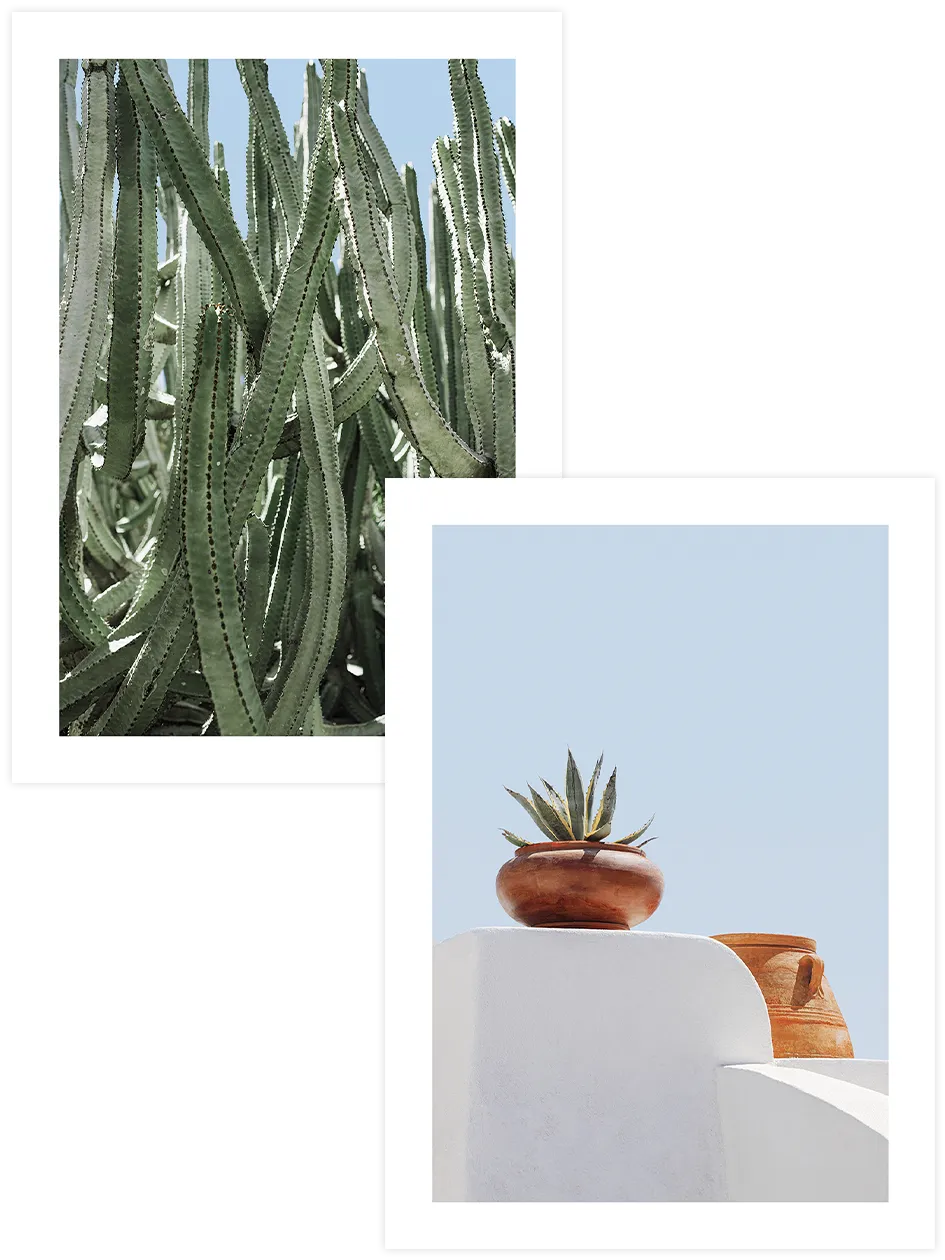 Kaktüs ve agave botanik poster seti