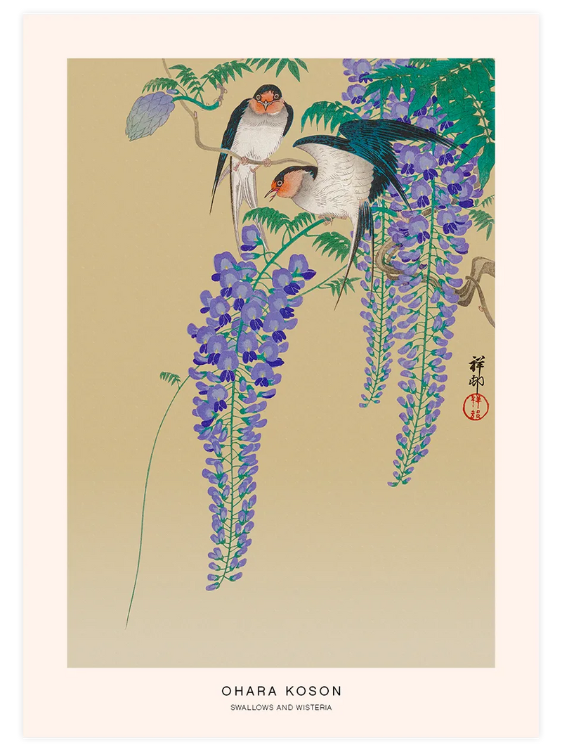 Uzun wisteria salkımları arasında iki kırlangıç.