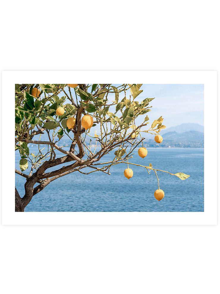 Deniz Manzaralı Limon Ağacı - Art Print Fotoğraflar Poster