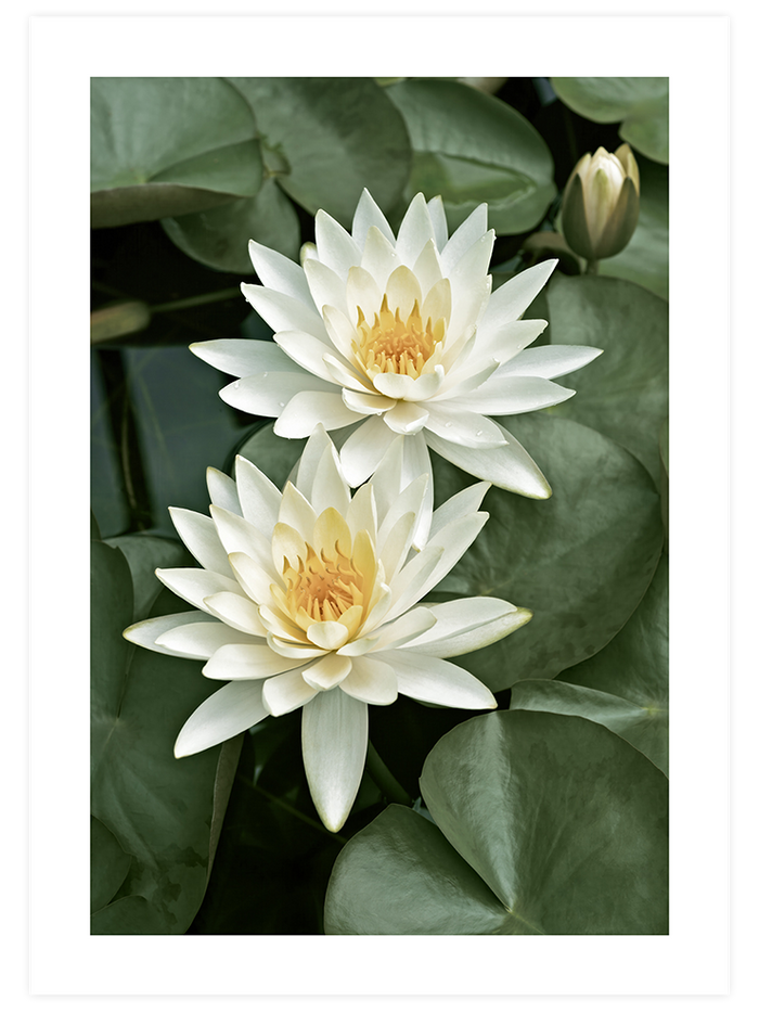 Lotus Çiçekleri - Poster Seti Poster