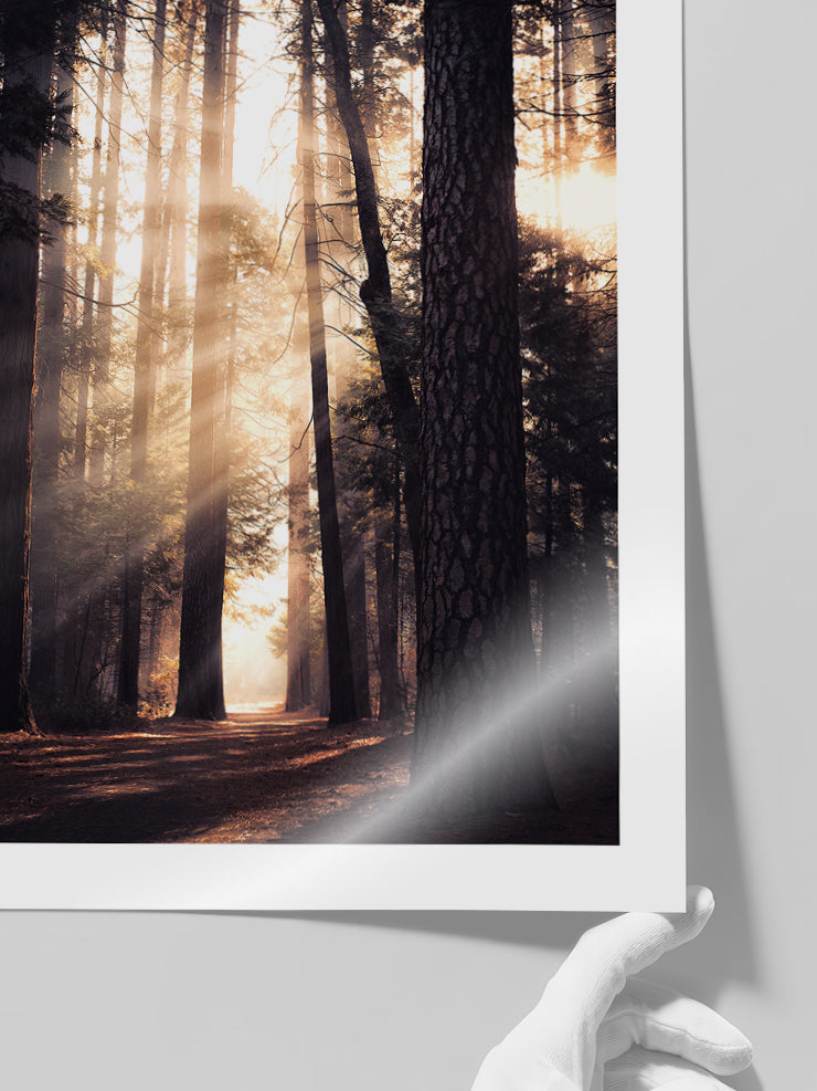 Sunlight - Art Print Poster