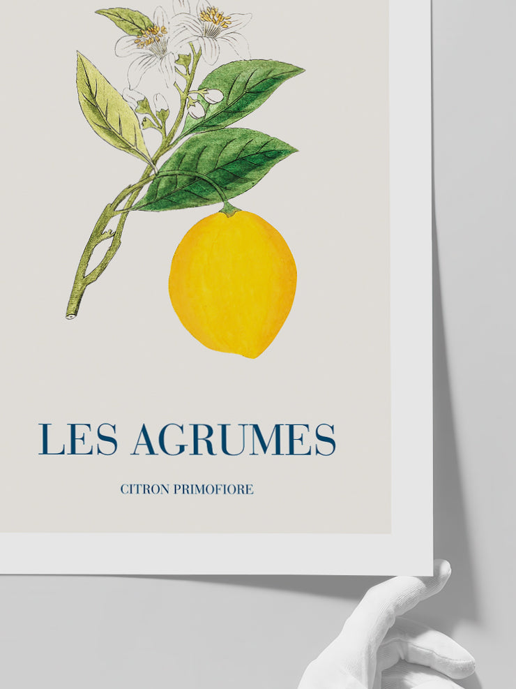 Limon - Art Print Poster