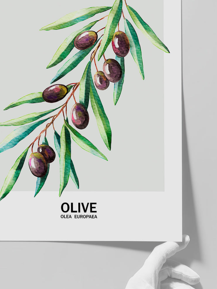 Zeytin - Art Print Poster