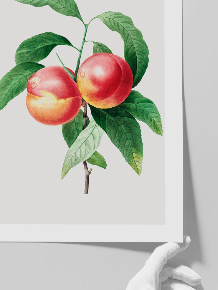 Şeftali - Art Print Poster