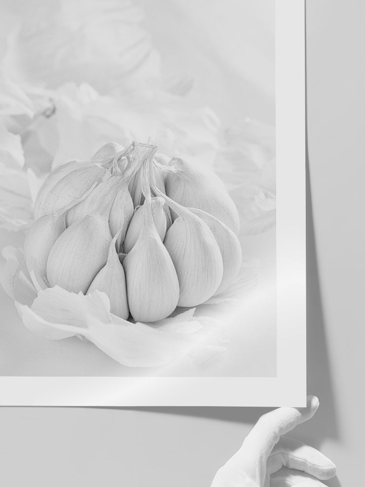 Garlic - Art Print Poster