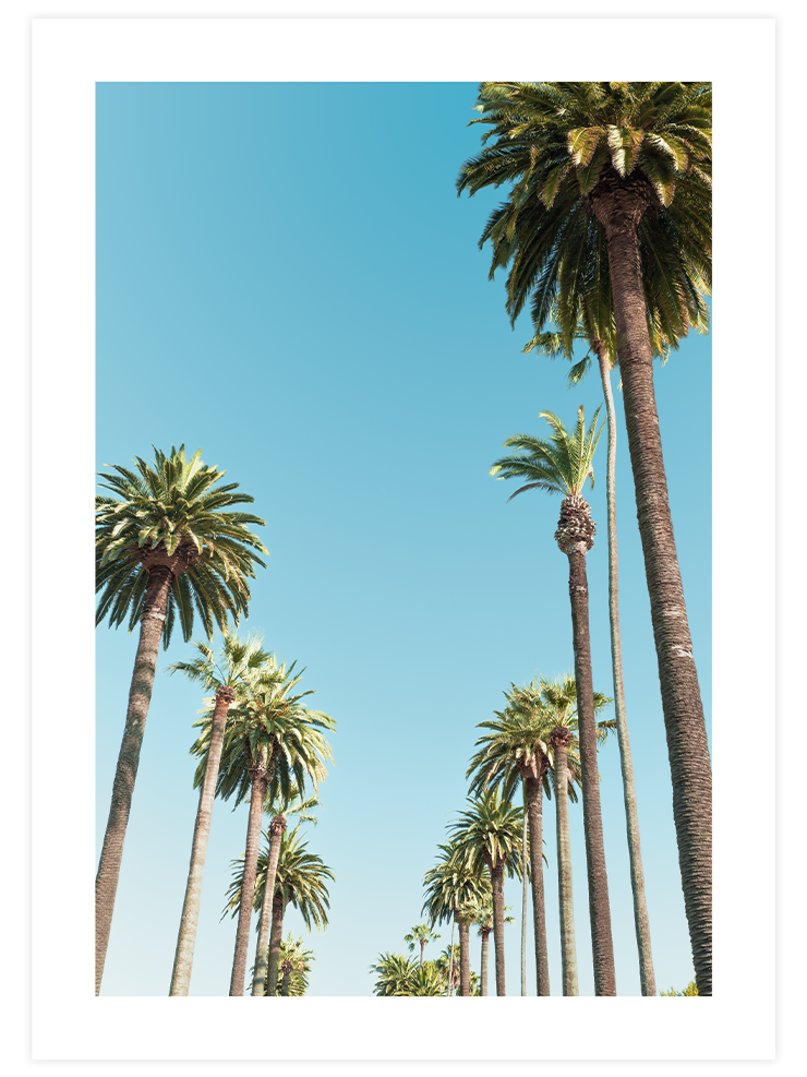Palms - Art Print Fotoğraflar Poster