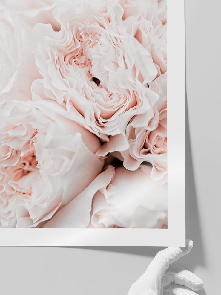 Rose Clair - Art Print Poster