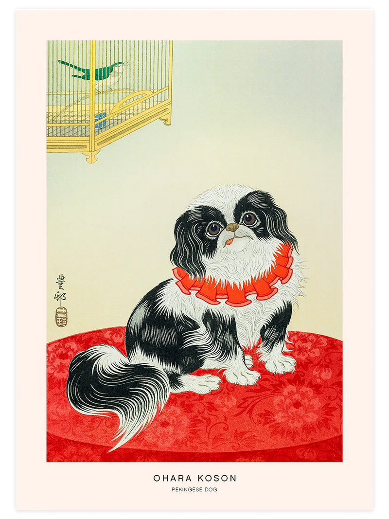pekingese dog