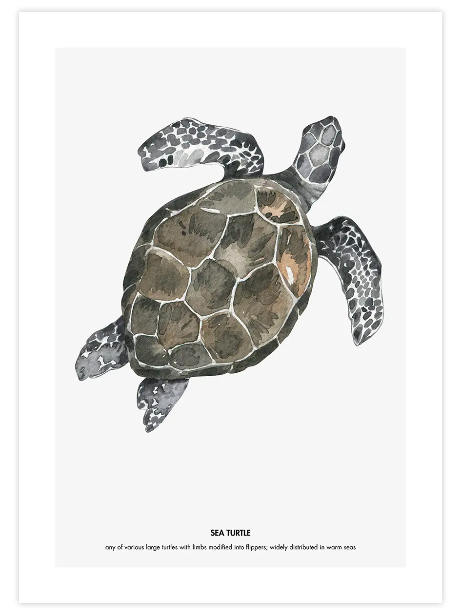 Kaplumbağa - Art Print Çocuk Odası Poster