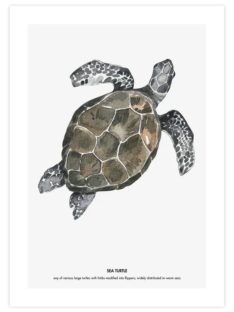 Kaplumbağa - Art Print Çocuk Odası Poster