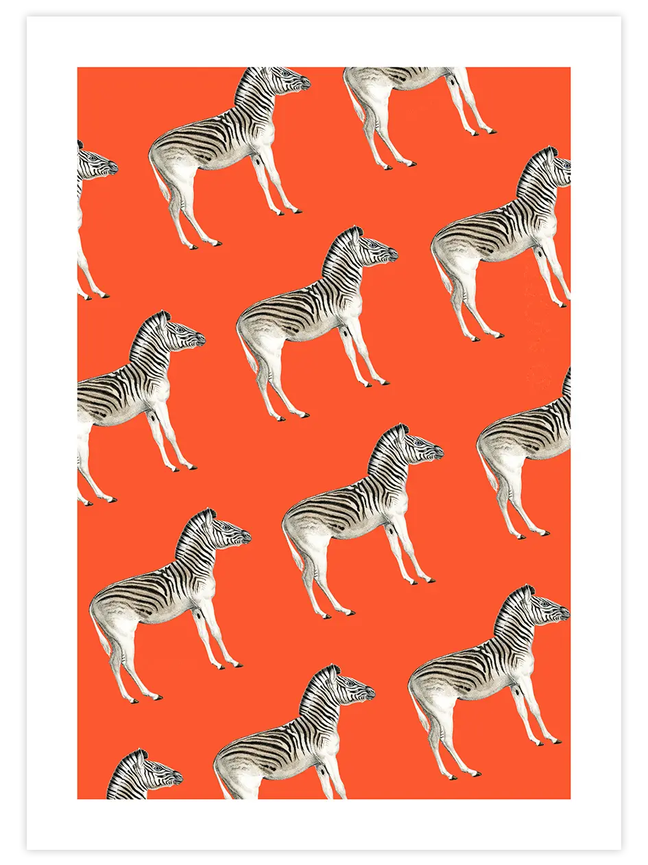 Zebralar - Art Print Sanatsal Poster