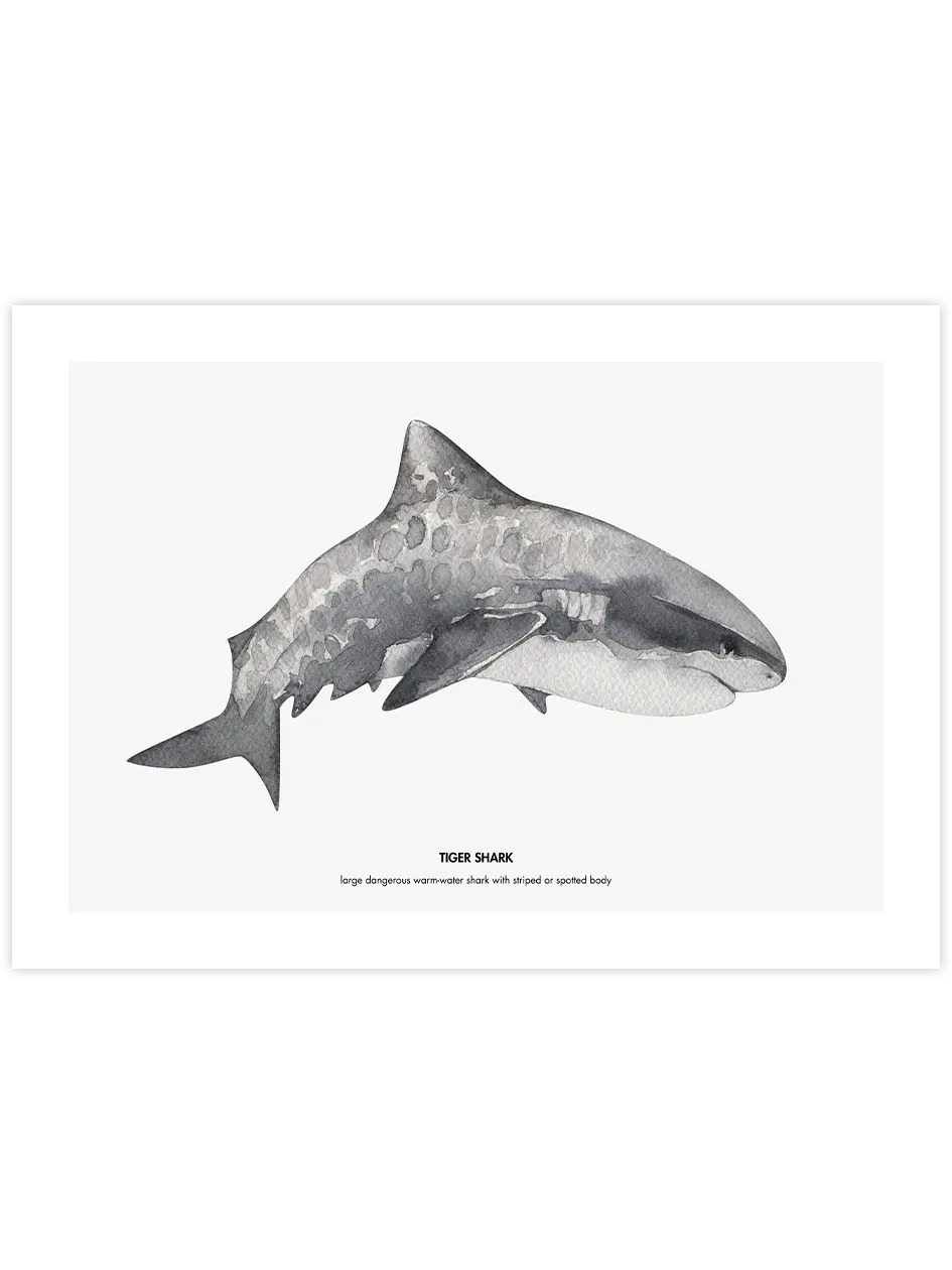 Shark - Art Print Çocuk Odası Poster