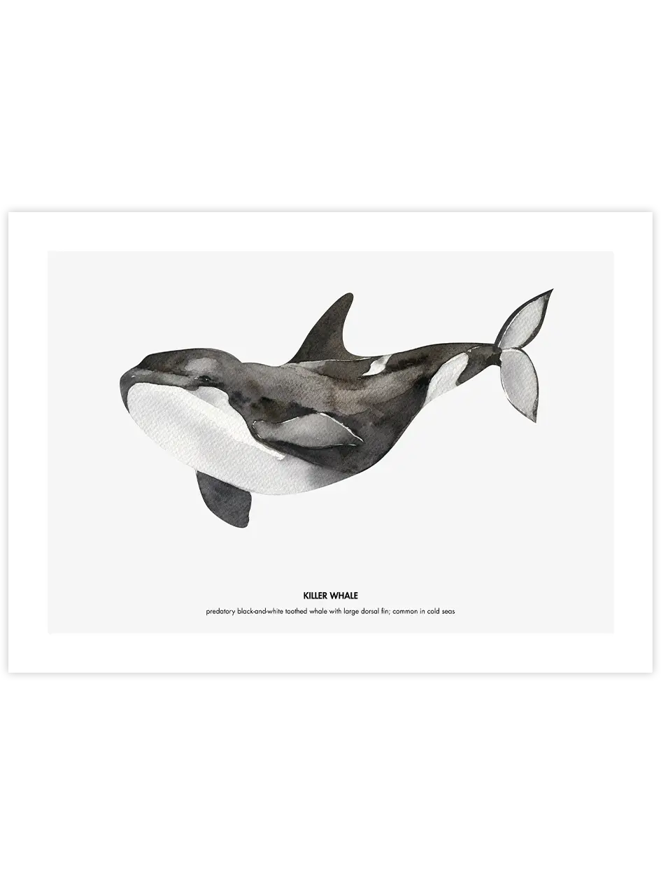 Balina N3 - Art Print Çocuk Odası Poster