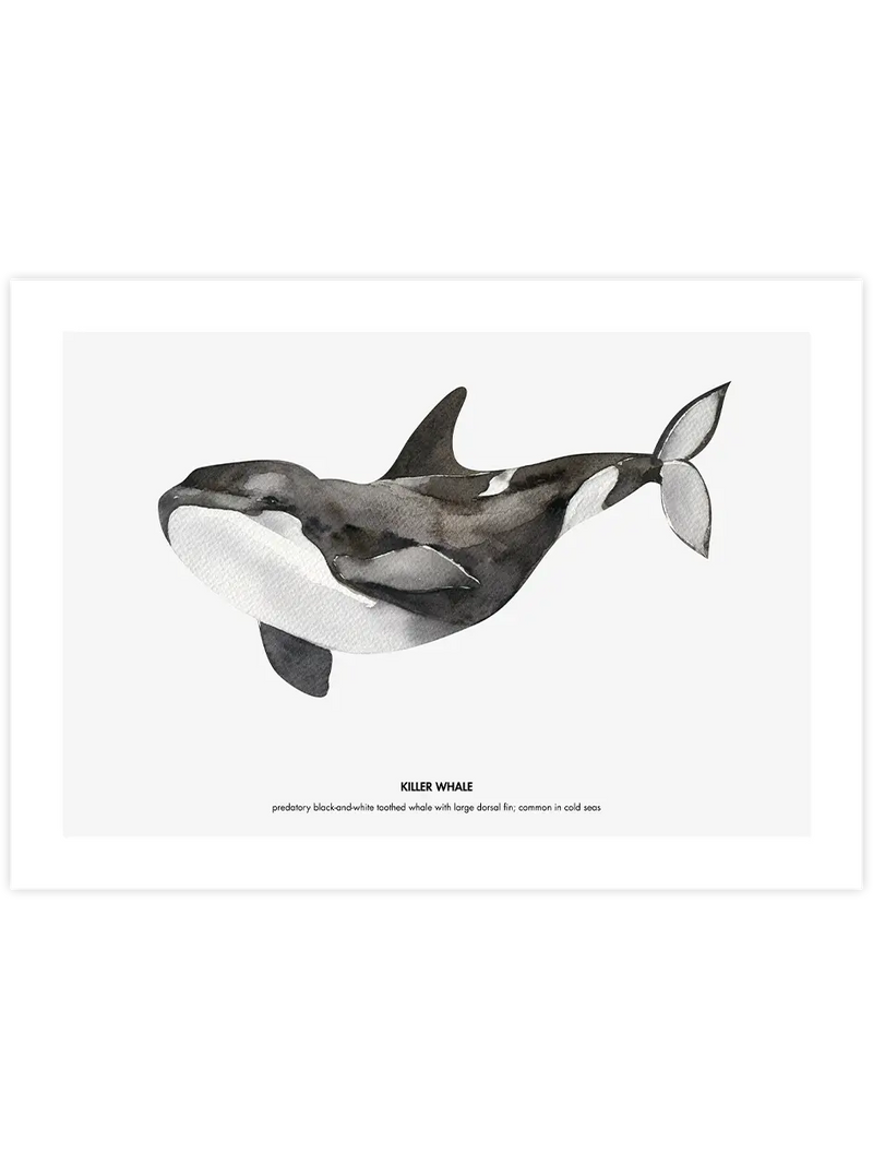 Balina N3 - Art Print Çocuk Odası Poster