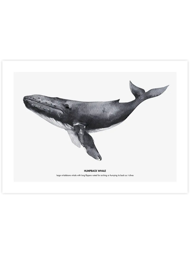 Balina N1 - Art Print Çocuk Odası Poster