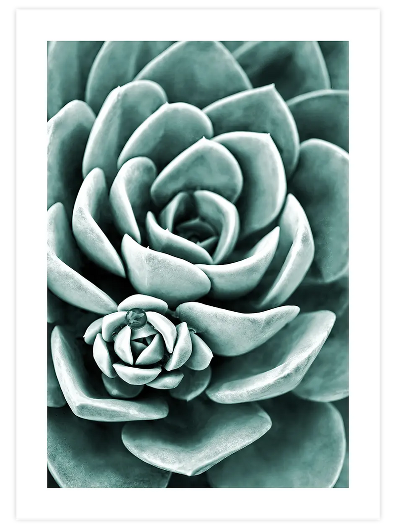 Yeşil Sukulent - Art Print Fotoğraflar Poster