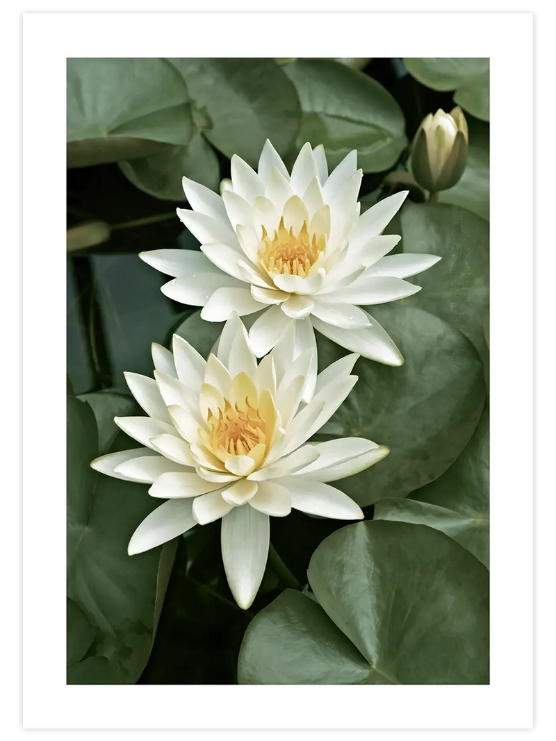 Les Lotus - Art Print Fotoğraflar Poster
