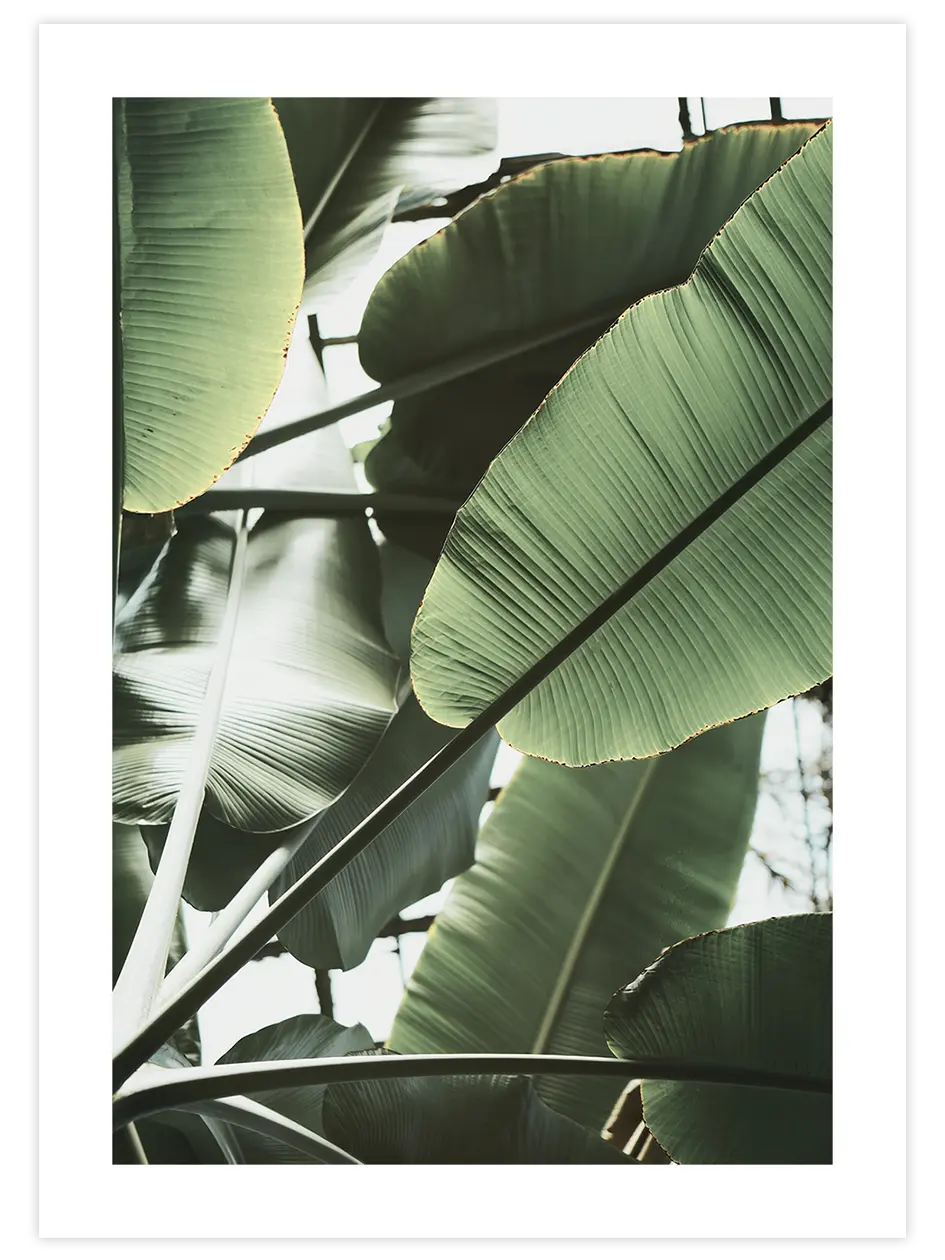 Tropikal Sessizlik - Art Print Fotoğraflar Poster