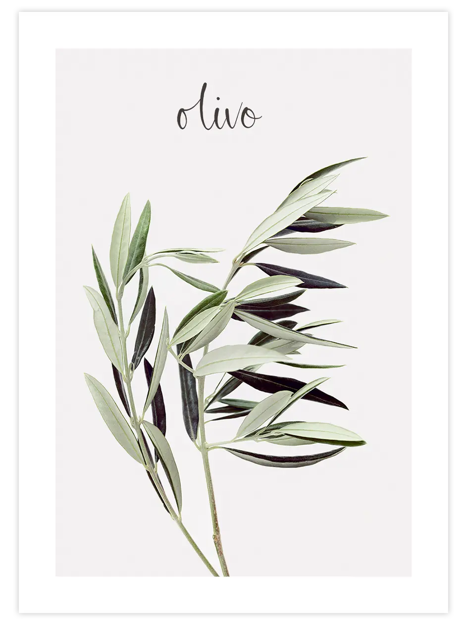 Olivo - Art Print Mutfak Poster